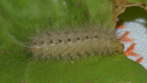 Diaphora mendica